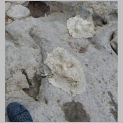 DSCN2089-N side baby tracks latex molds.jpg